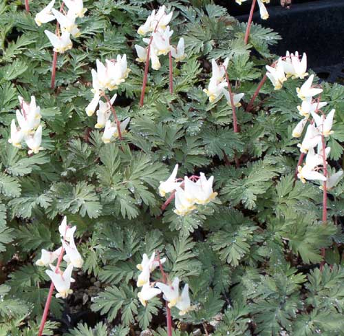 dutchman's breeches